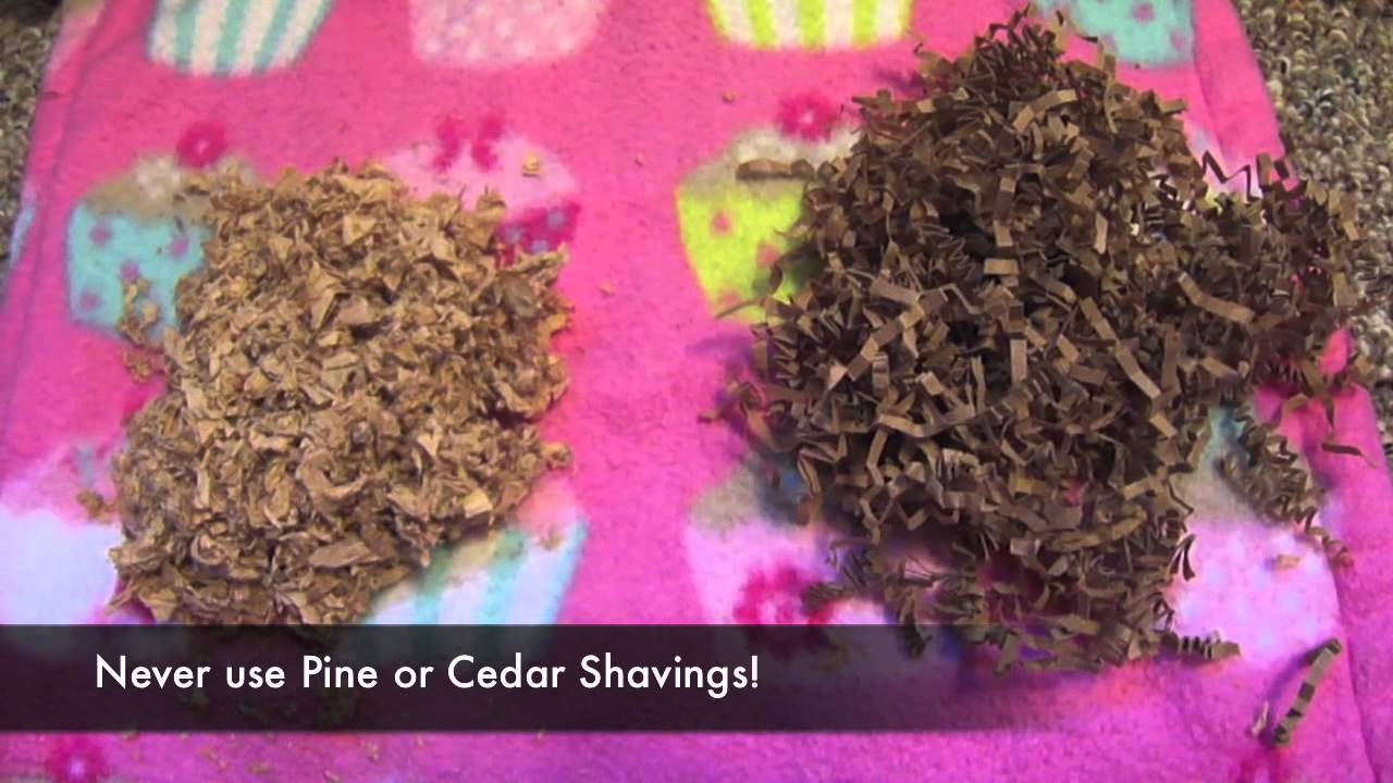 What you Need for a Hedgehog