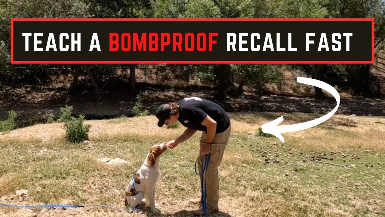 How to Teach Dog to COME When Called: Simple Recall Steps