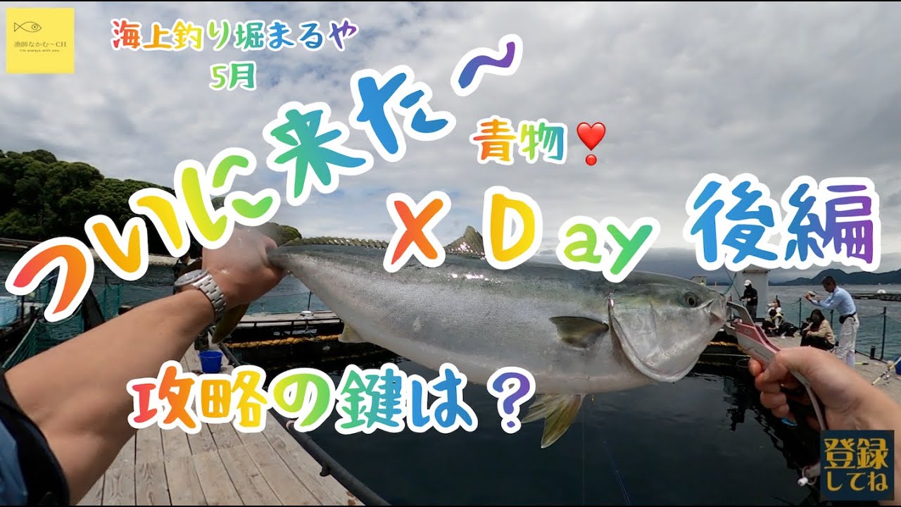 海上釣り堀まるや５月　ついにきた〜　青物X Day❣️後編　攻略の鍵は？