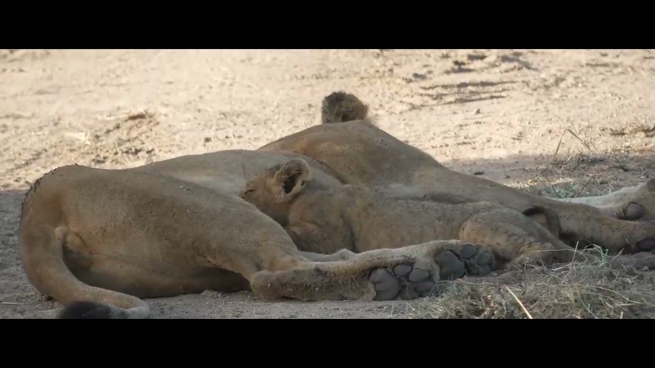 Nkiuhuma Lioness with cubs