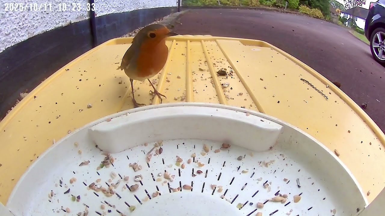 ROBIN, PIGEON, EURASIAN JAY & MAGPIE #youtube #wildlife #birds