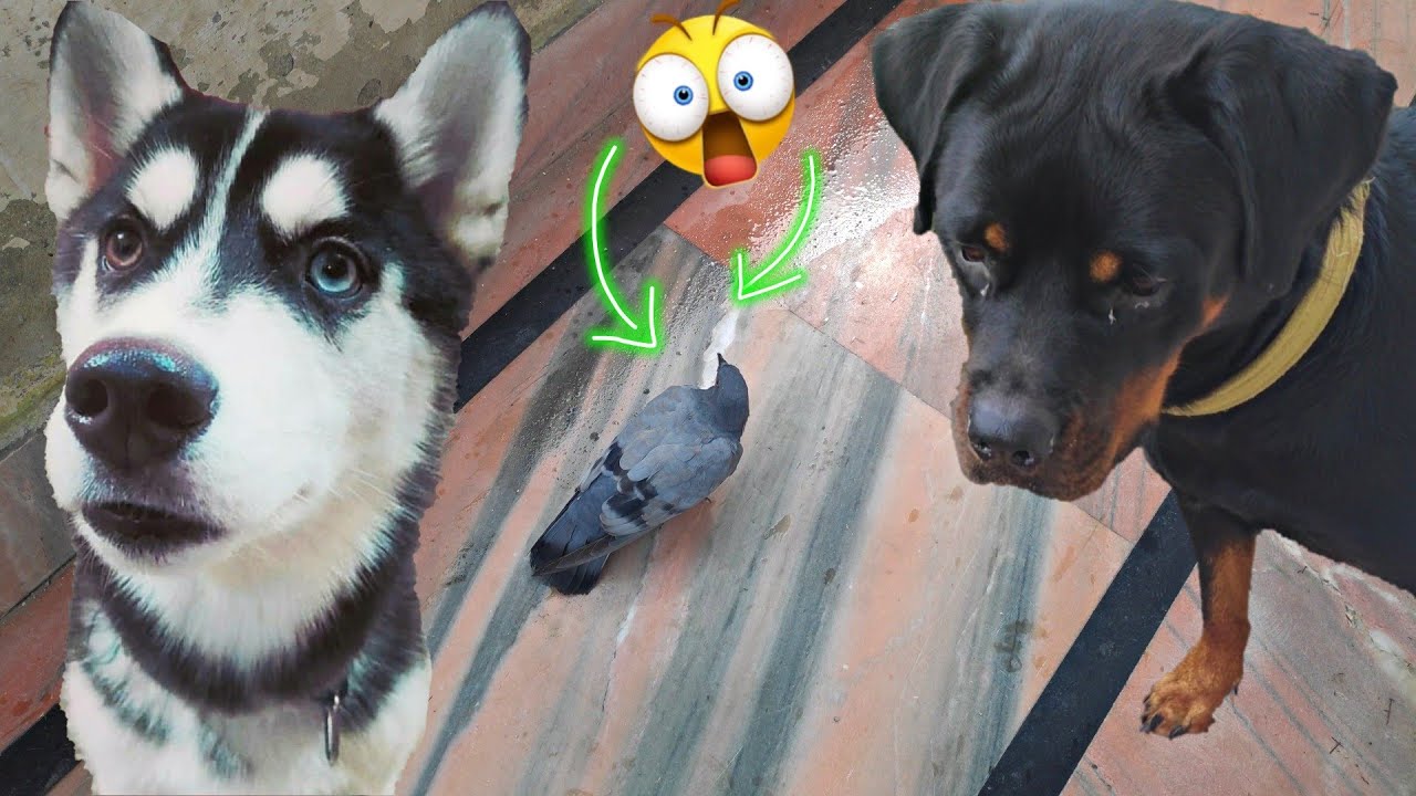 My Dogs on kabutar🐦🕊😵 || Dog Can Talk part 54 || Rottweiler, Husky, REVIEW RELOADED