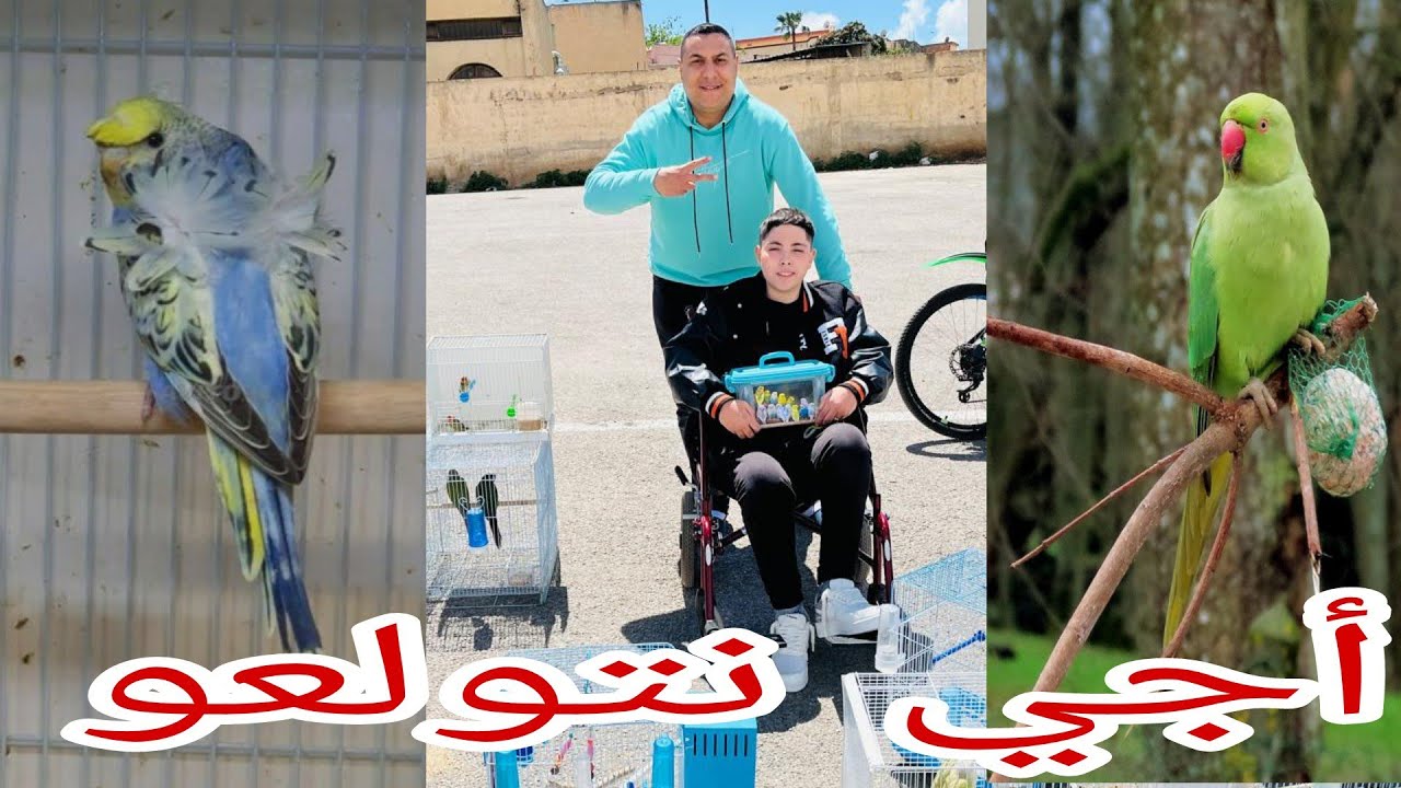 سوق الطيور🦜✌️ بمكناس أجيو🇲🇦🇲🇦 نتولعو ونتعرفو على أتمنة مختلف أنواع الطيور /0619227462