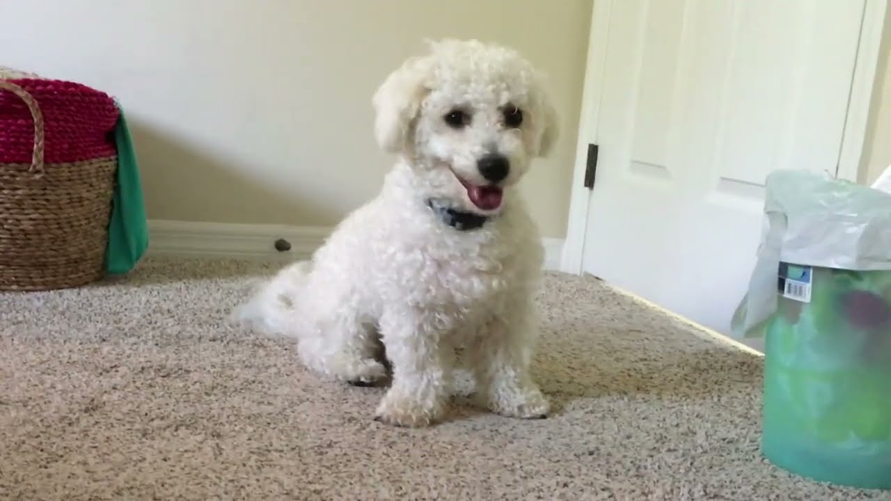 Bichon Crying In My Room
