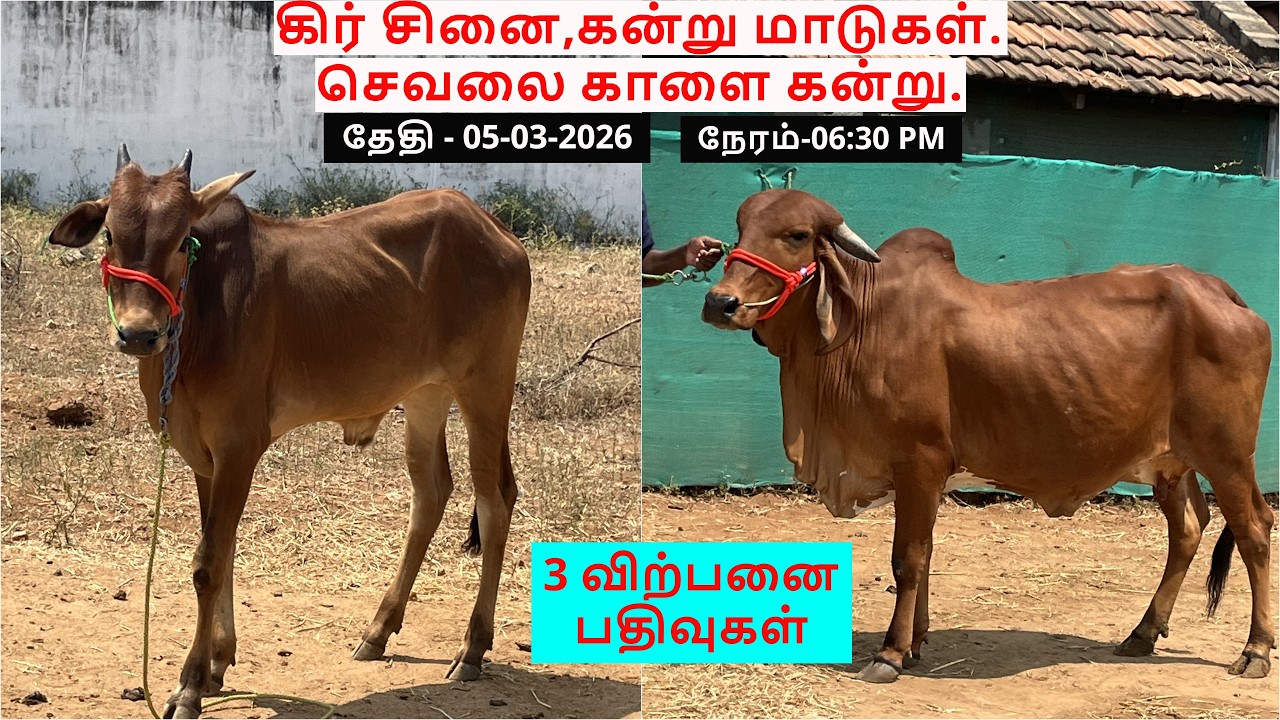 3-விற்பனை பதிவுகள்.கிர் சினை,கன்று மாடுகள்.செவலை காளை கன்று.