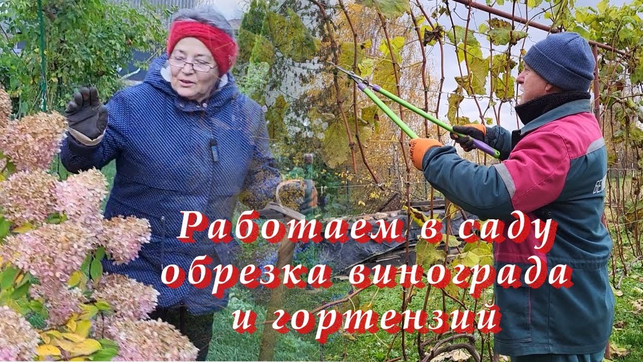 Обрезаем виноград, розы и гортензии, осень, конец октября 2025г. В деревне Беларуси.