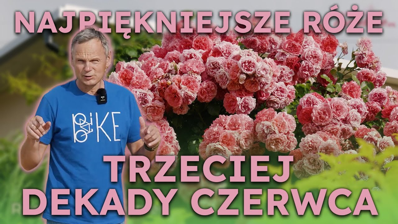 Stwórz różaną rabatę kwitnącą bez przerwy do listopada. Długi kwiatowy spektakl w ogrodzie.