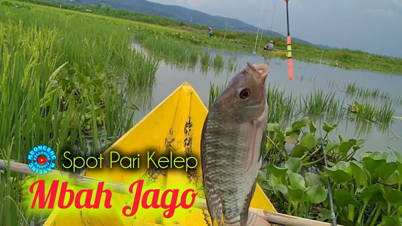 Spot Pari Kelep Mbah Jago ‼️ Mancing Rawa Pening Terbaru @mboncengmancing #79