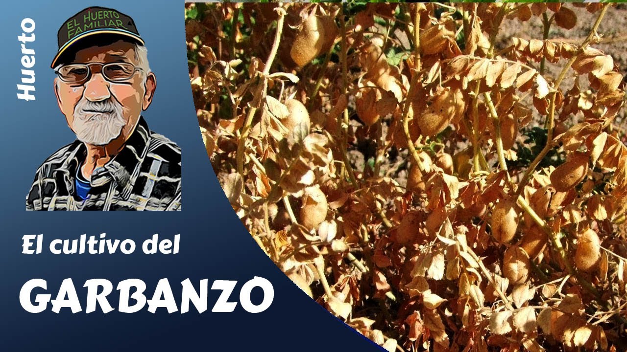 𝗚𝗔𝗥𝗕𝗔𝗡𝗭𝗢𝗦: como cultivar garbanzos. Proceso completo