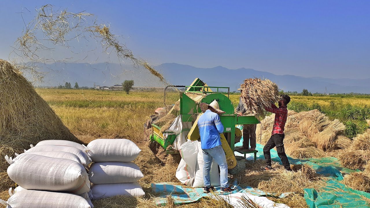 Rice Threshing With In The Fields North Of Iran