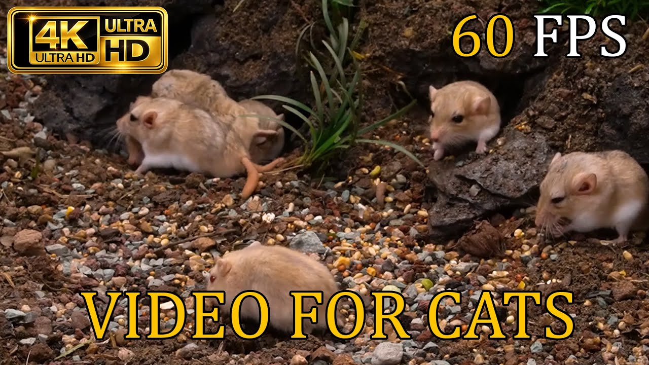 [NO ADS, NO AI] Cat TV for Cats to Watch 😺 Hamsters & Gerbils: The Succulent Garden – 4K 60FPS