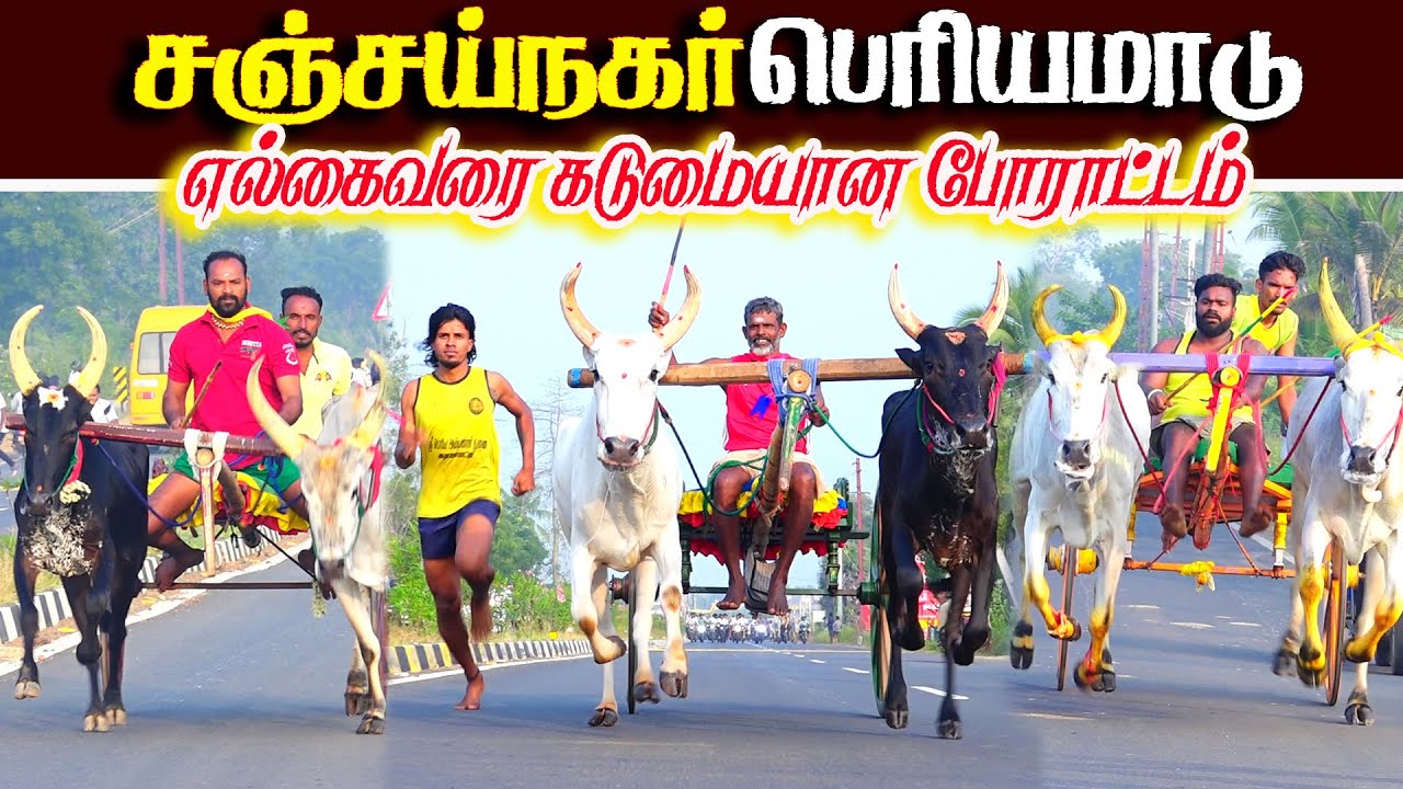 சஞ்சய்நகர் பெரியமாடு 29.01.2026