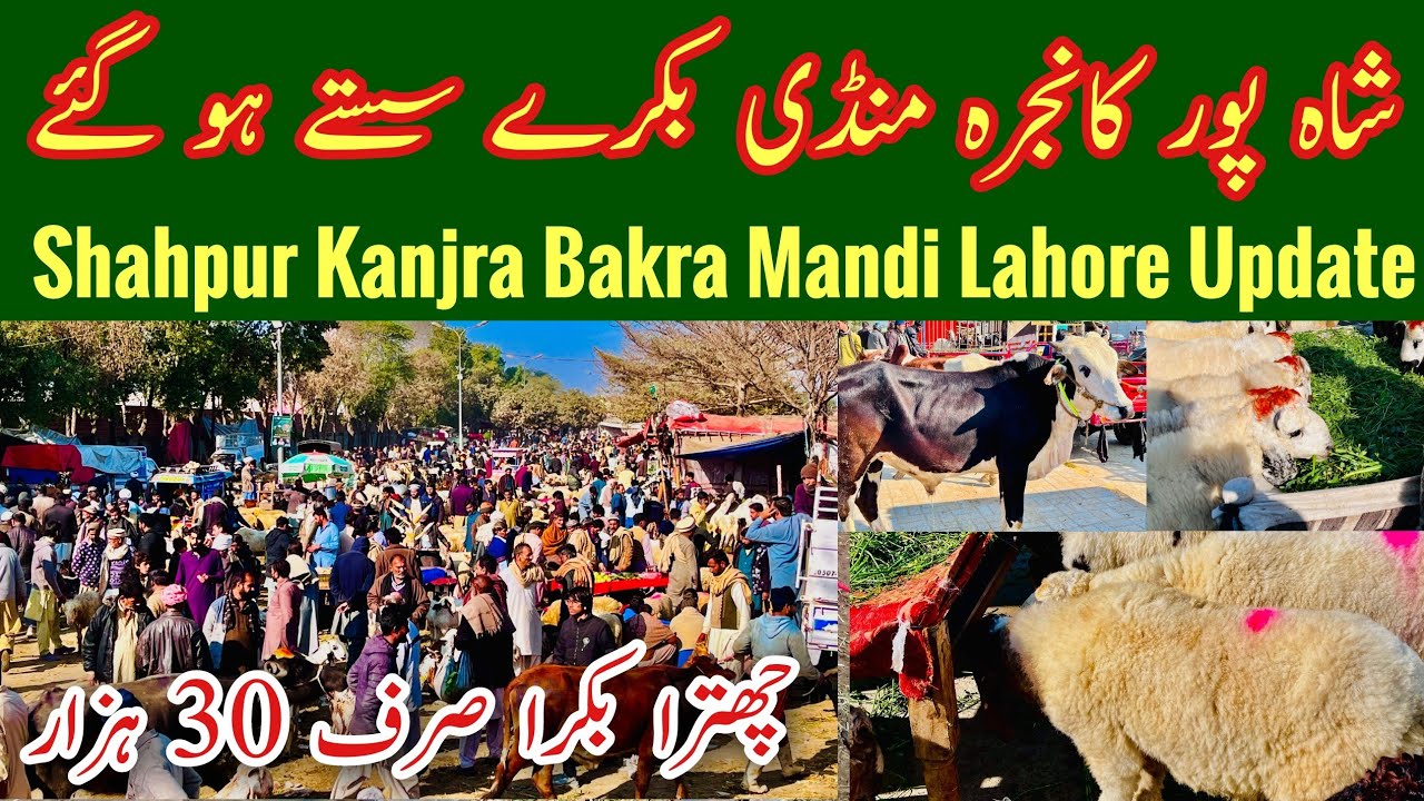 Shahpur Kanjra Bakra Mandi, Bakra Mandi Lahore, Shahpur Kanjra Mandi Today, Rajanpuri, Mr Phirtu