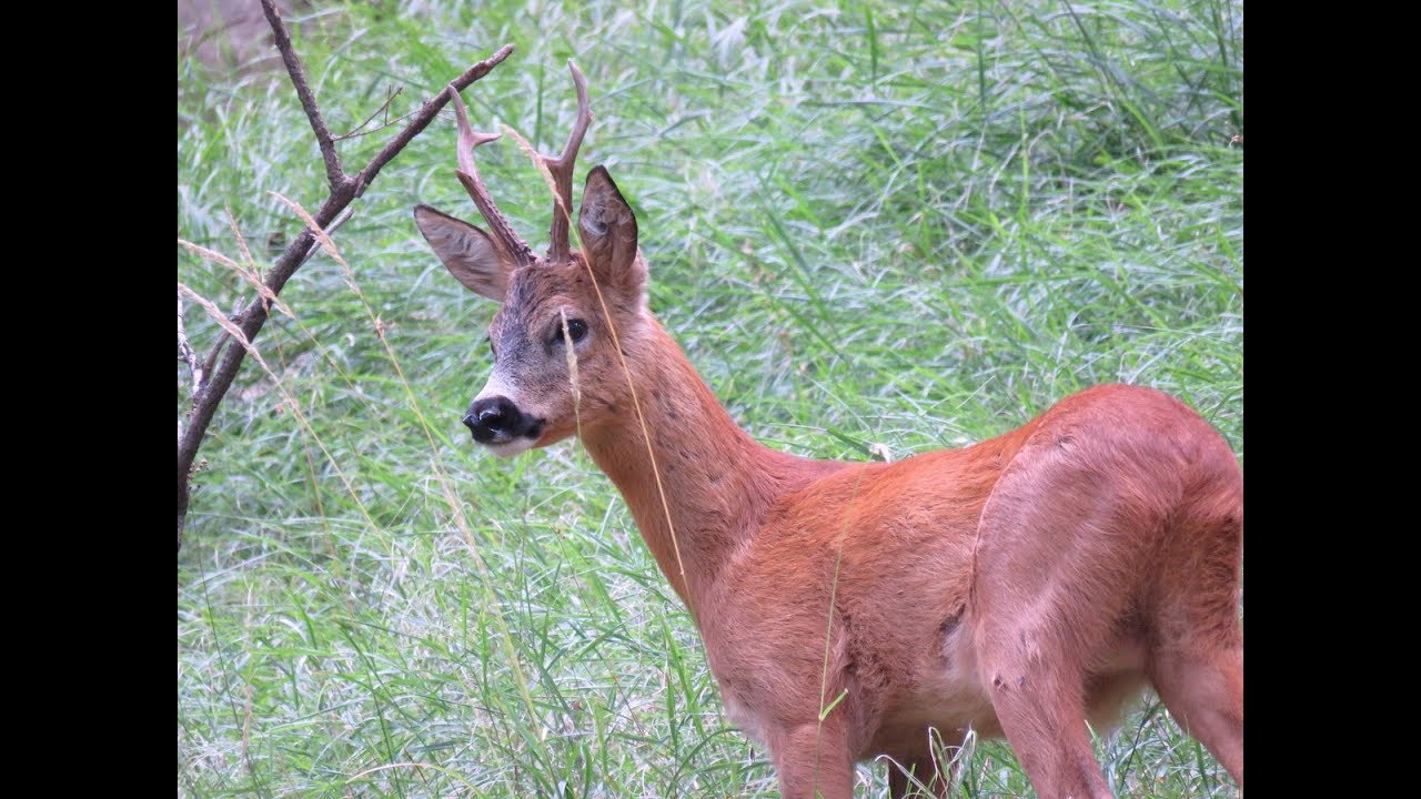 Il CAPRIOLO, un amico delle nostre foreste