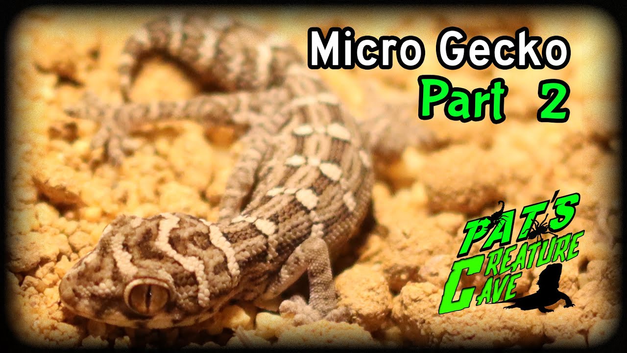 Micro Geckos Part 2, Viper Gecko housing and setup, Awesome Enclosure Build Hemidactylus imbricatus