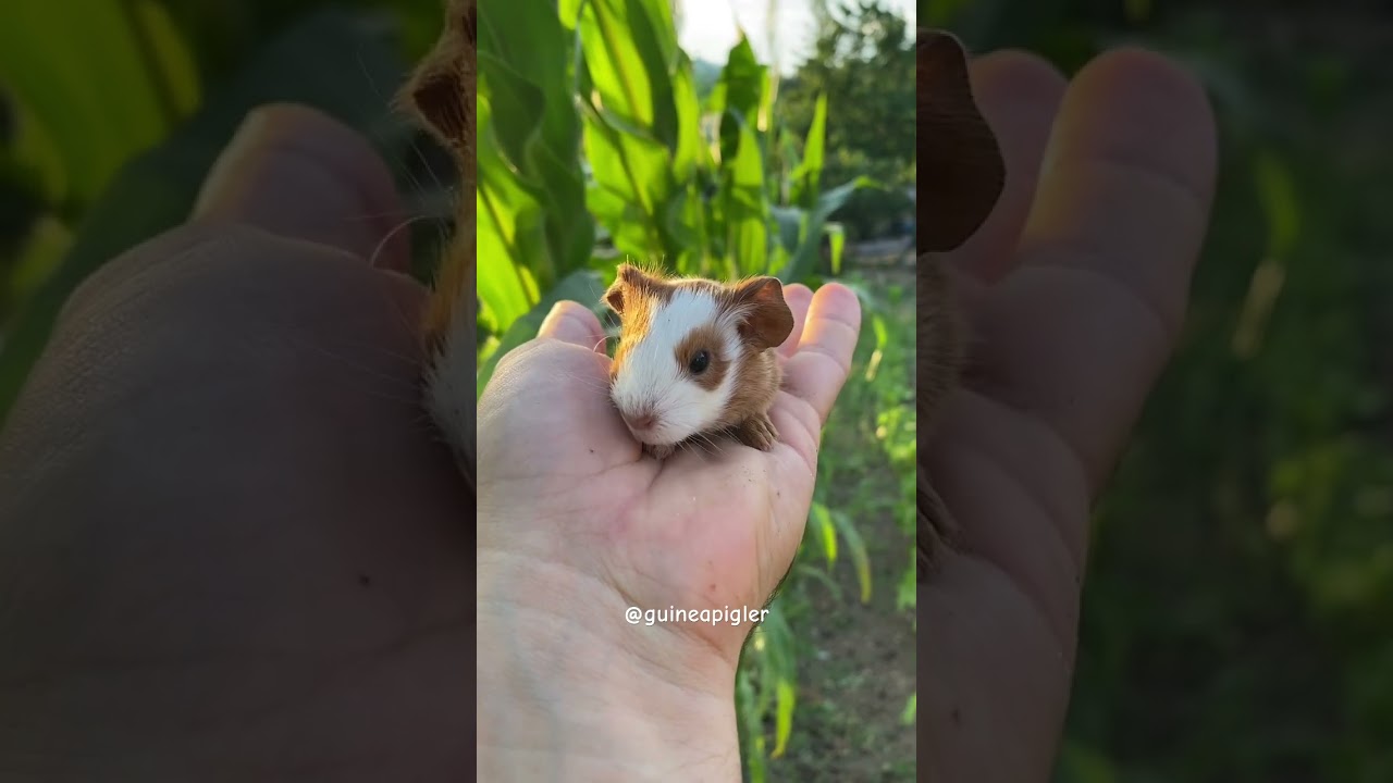 Guinea pigs love corn leaf 🙂 #guineapig #cavy #guineapigs #guineapigslove #ginepig #cute
