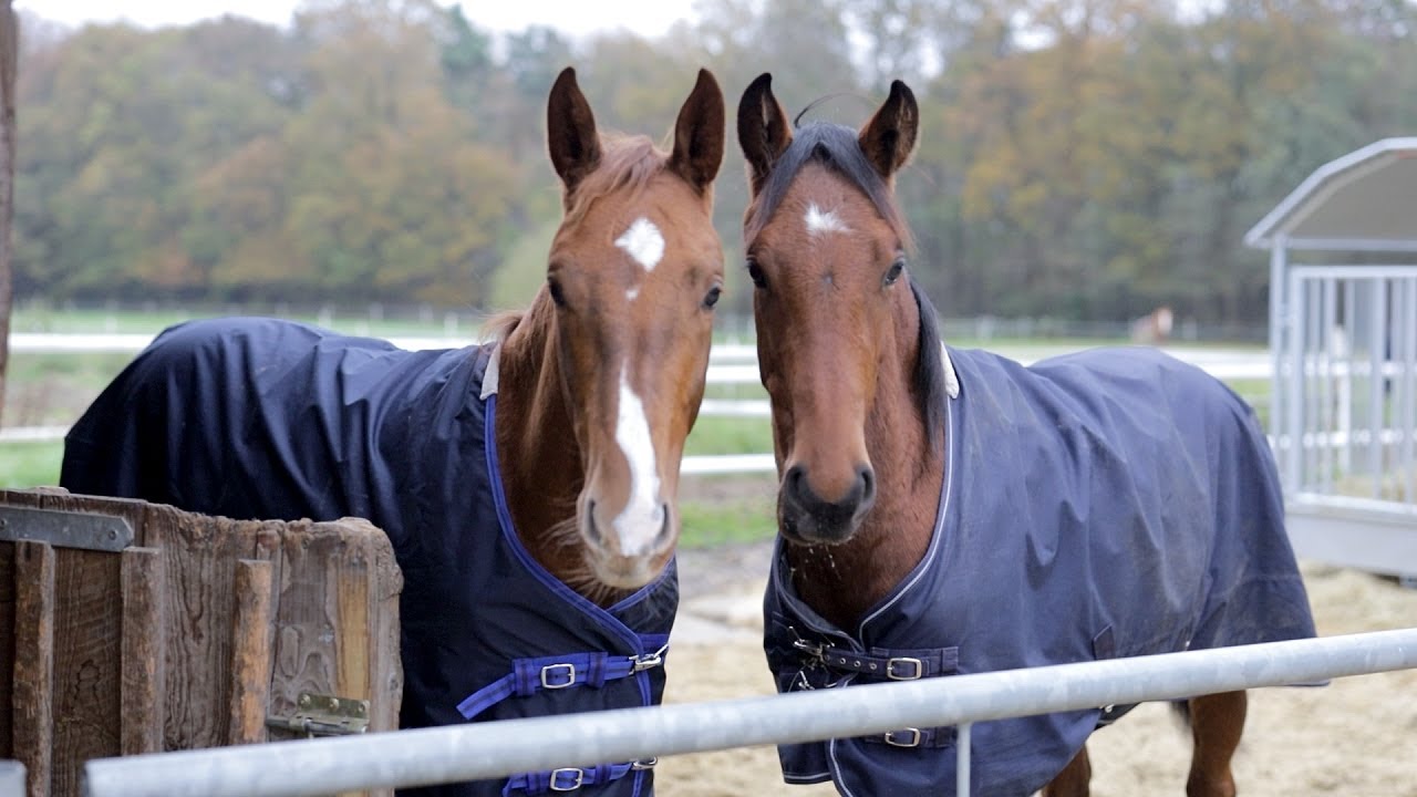Sind die Fohlen schon gewachsen? Jack & Joey beim täglichen Training auf Hof Eicheneck