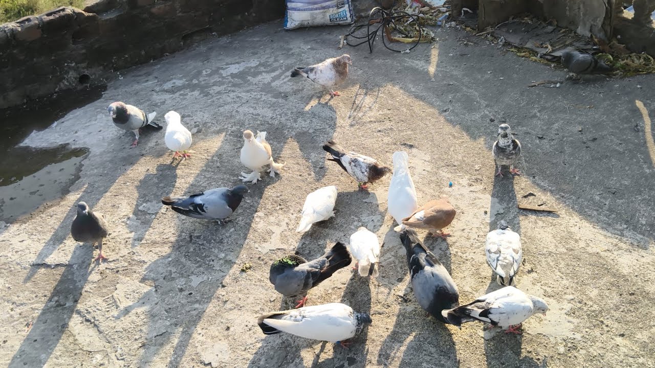 New volg 🫂🙏   #kabutarlover #pigeon #birds #maari @kabutarlover-d1c #1000subscriber 