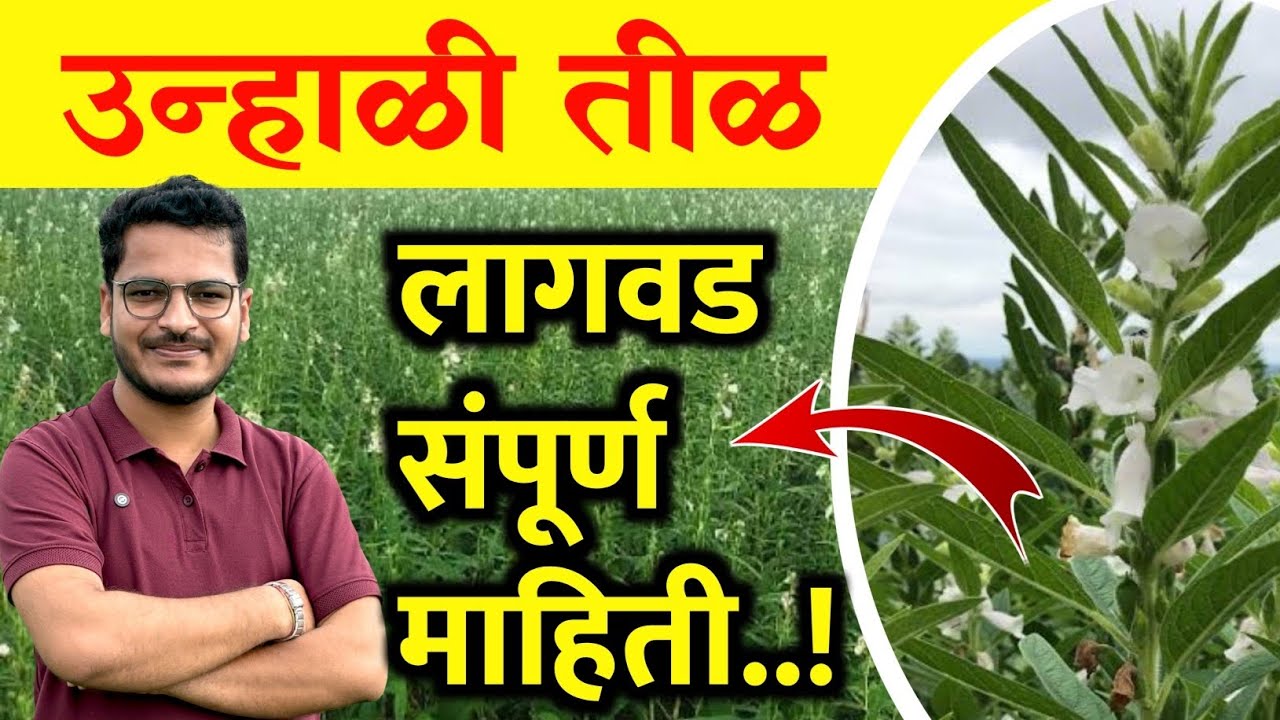 उन्हाळी तीळ लागवड संपूर्ण माहिती / Unhali Til lagavd mahiti | Krushimitra Vishal