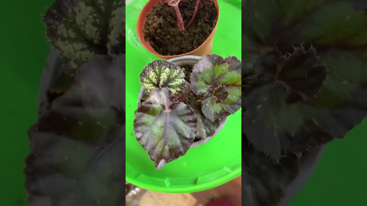 Обзор цветочной комнаты,новые покупки для композиций в сад,что выросло из семян от посева 15.08.25..