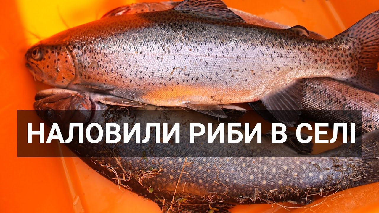 Село Колочава: рибалка, ріплянка, смажена форель,  село 10 музеїв / Форелева ферма
