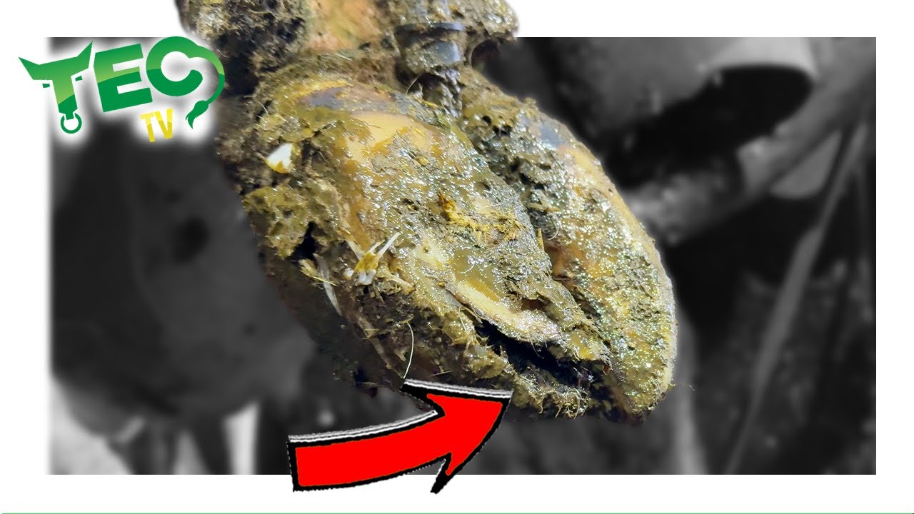 HOOF FLAP HIDING BAD BACTERIA | TEC TV