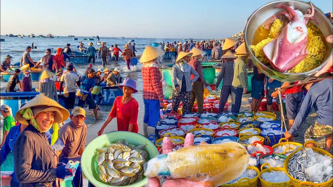 Làng Biển Phước Thể Mùa Nam | Cá Cơm, Mực Câu,Cá Liệt Dầu Tươi Rói