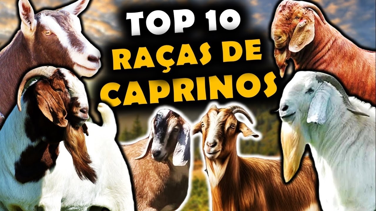 AS 10 PRINCIPAIS RA&Ccedil;AS DE CAPRINOS CRIADOS NO BRASIL - RA&Ccedil;AS DE CAPRINOS USADOS NO BRASIL
