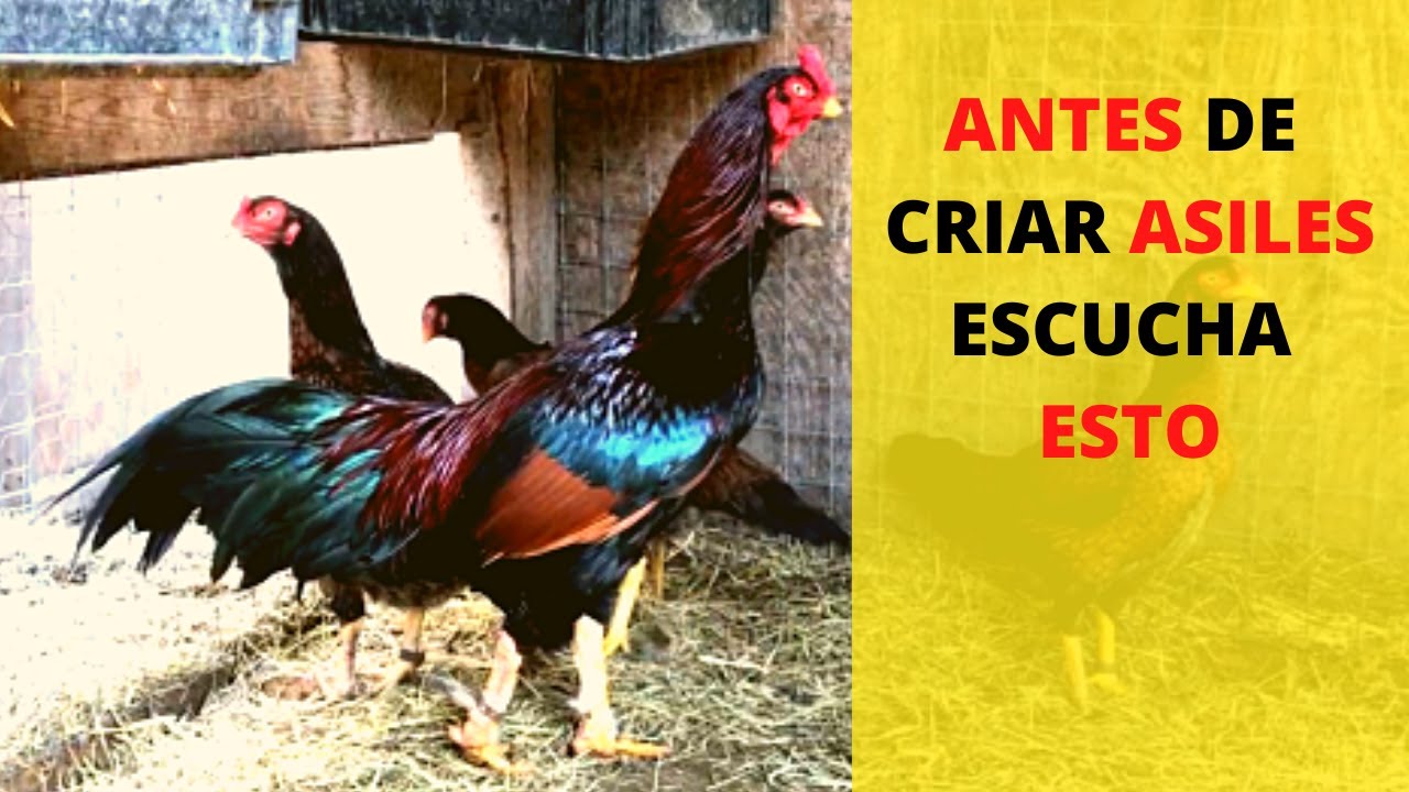 LOS ASILES NO SON PARA TODOS!