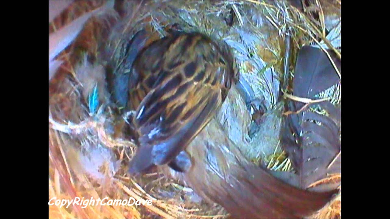 House Sparrow Family from Hatching to Fledging