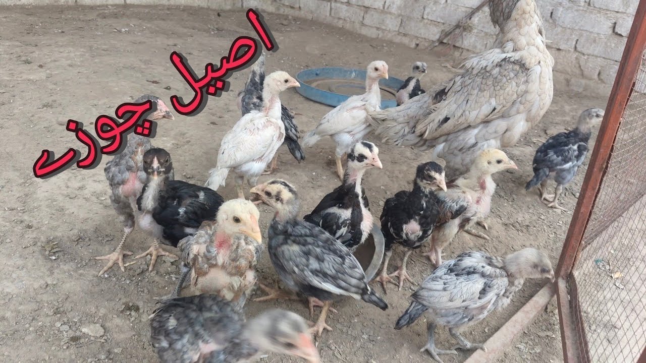Aseel Choozy Aa gye | Golden Hen chicks | eggs Hatched | New Hen babies |  Chicks | Shehzad Rasool |