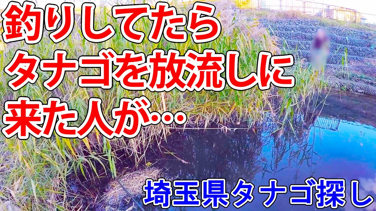 え？川に外来タナゴ〇〇〇匹放流？釣りしてたら、タナゴを放流しに来た人が…【埼玉県タナゴ探し】【小物釣り】