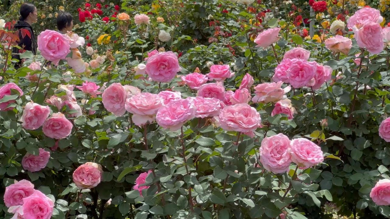 【4K】谷津バラ園（千葉県）2024年5月14日の様子  May 14,2024　Spring roses　Japanese rose garden