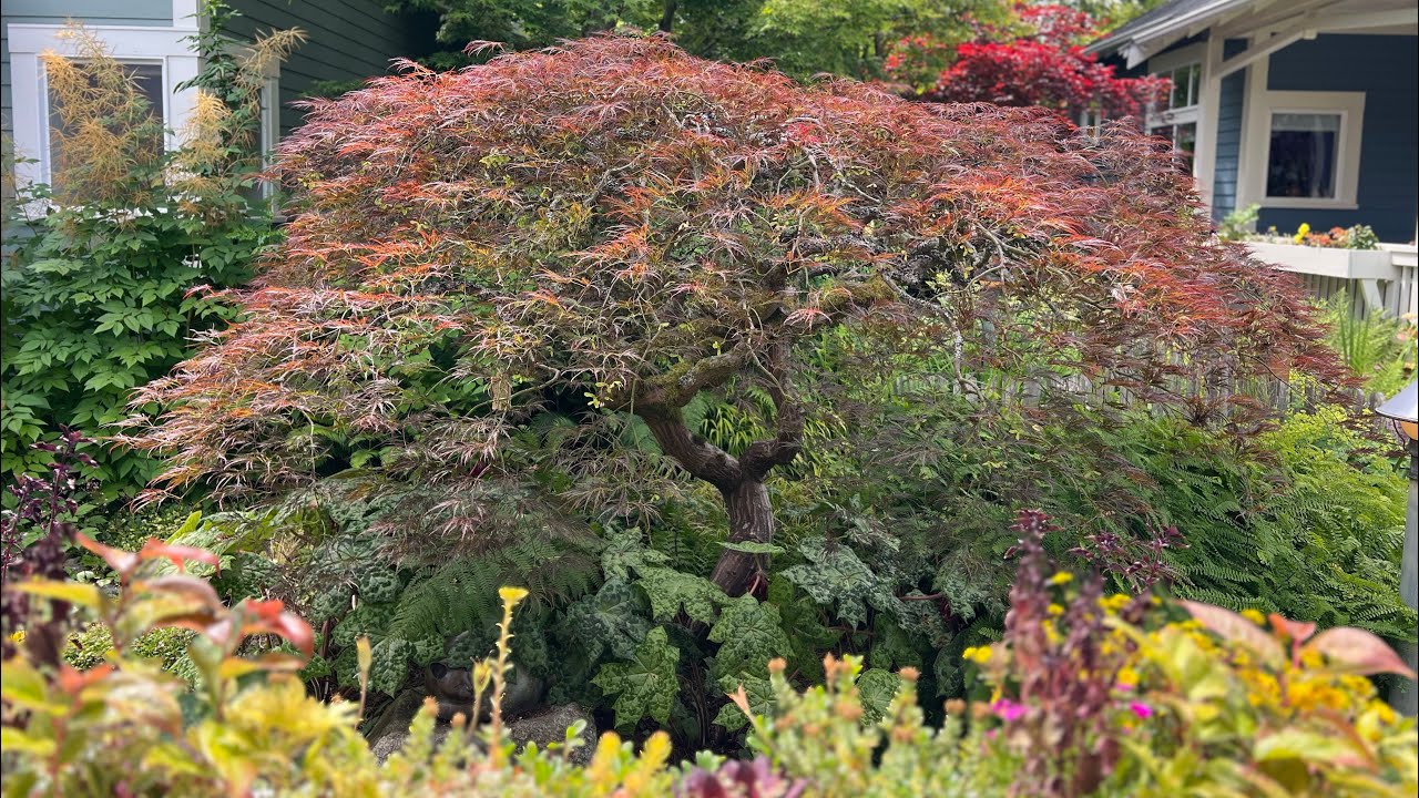 Japanese laceleaf Maple - Acer palmatum ‘Ornatum’  named Yoko - Before & After Pruning Langley WA