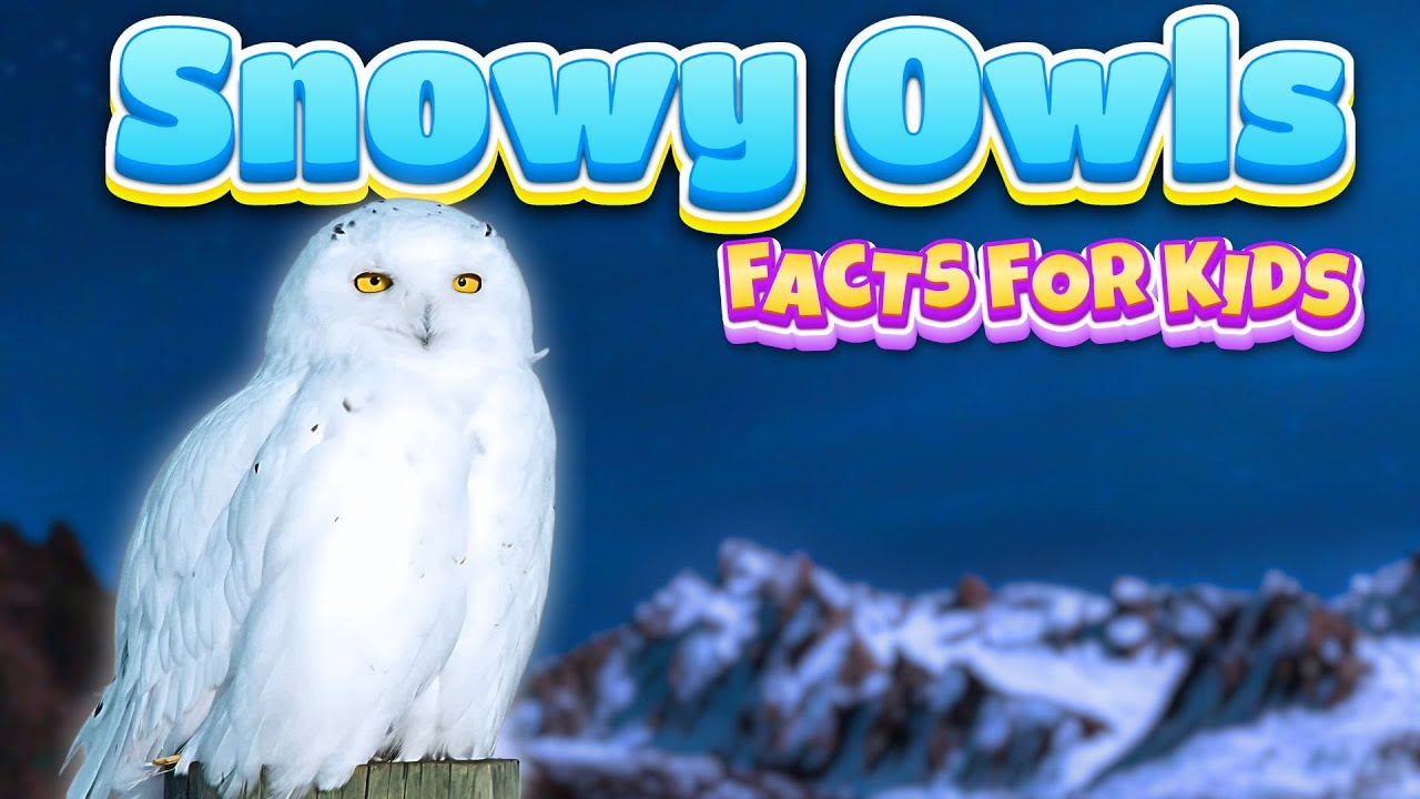 Snowy Owls Facts for Kids That Will Make Them Love Nature