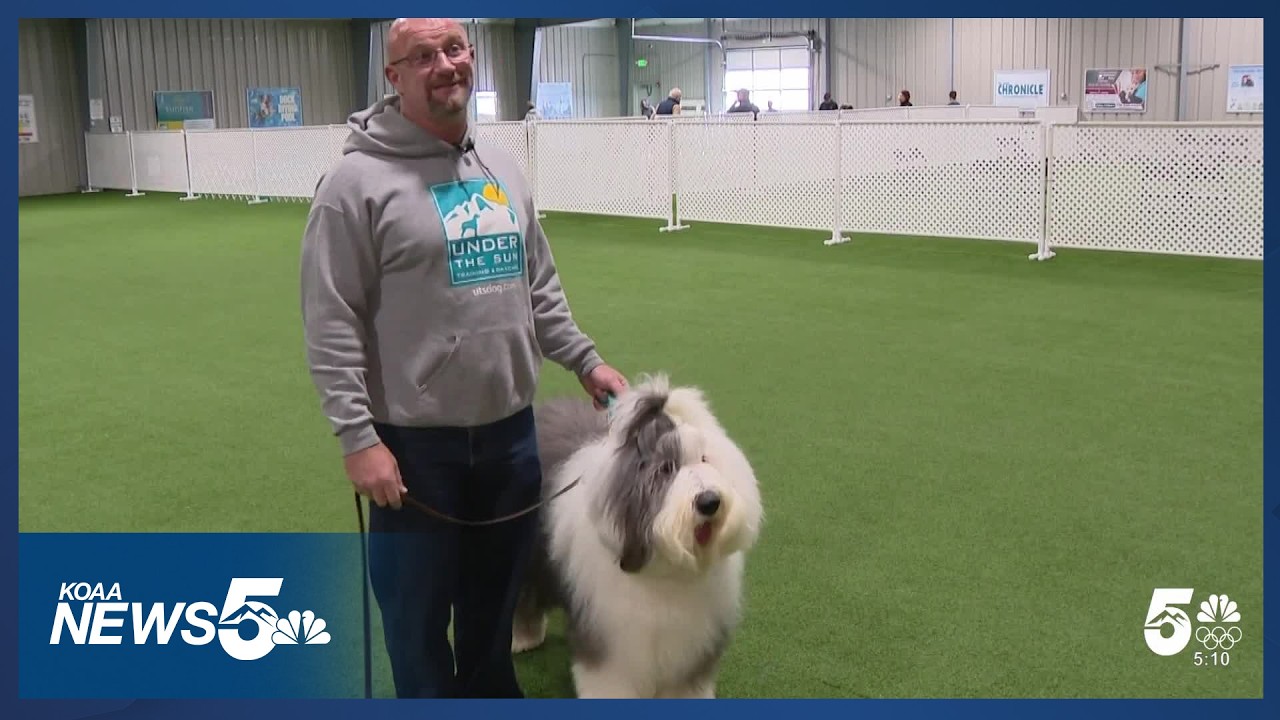 Colorado Springs family among best of the best in dog shows