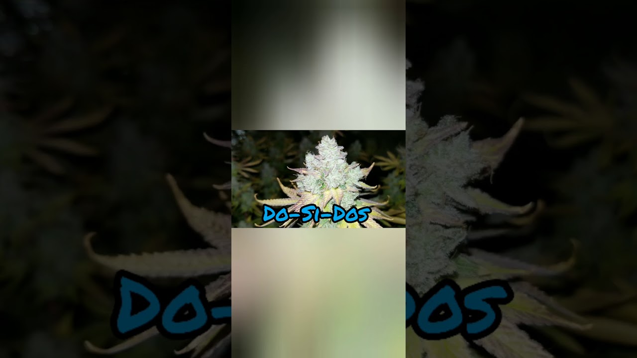 420 harvest of Lava Cake and Do-Si-Dos cannabis clones in a EZHYDROGROW DWC hydroponic kit.