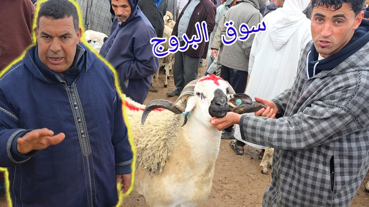 مباشرة من سوق حد البروج 12\04\2026 مع التمن حولي العيد الأضحى 🐏