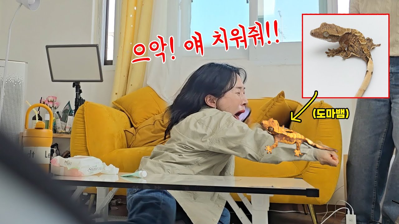 파충류 제일 무서워하는 동생 팔에 도마뱀 올려줘보기ㅋㅋㅋㅋㅋㅋㅋㅋㅋㅋㅋ
