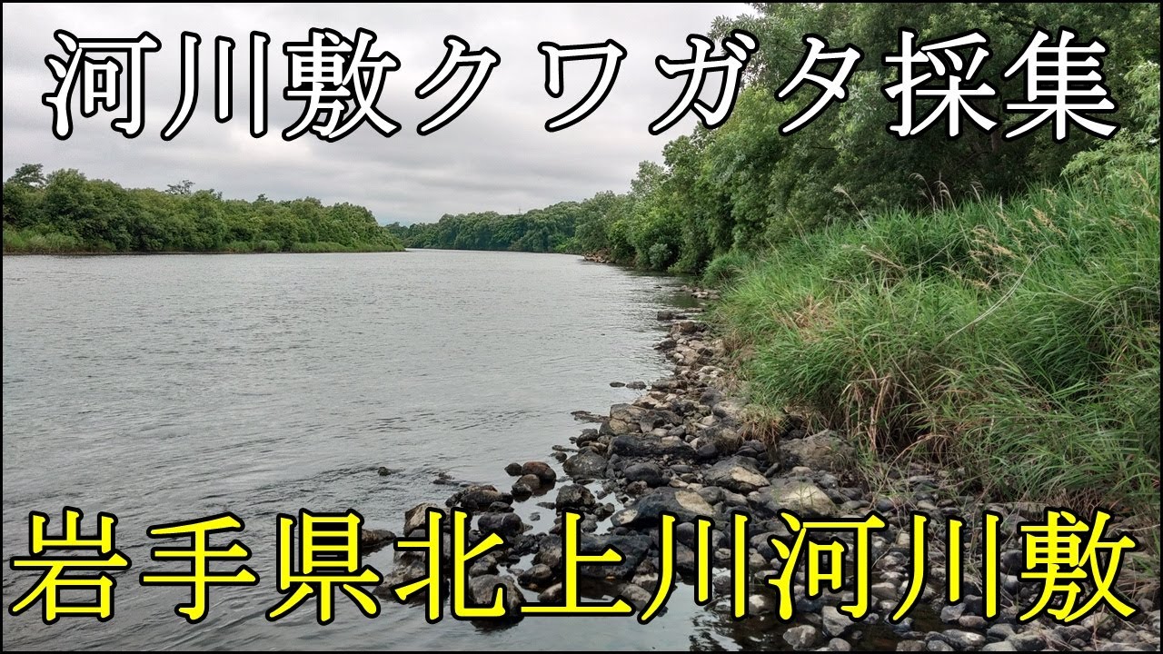 河川敷クワガタ採集 岩手県北上川河川敷