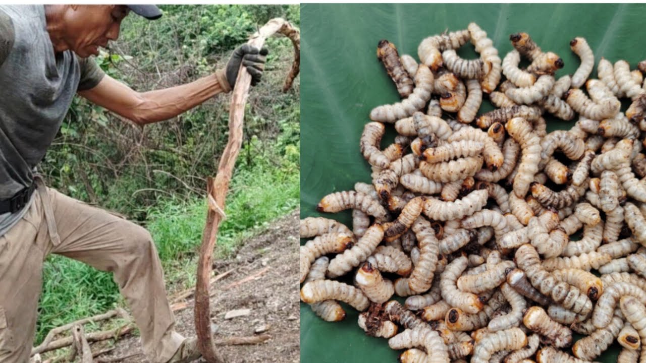 Collecting wood worm #viralvideo 🐛🐛🐛