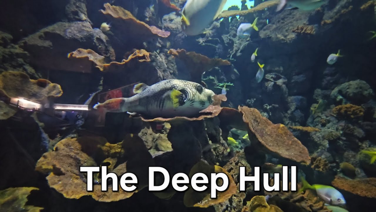 Follow our trip to The Deep In Hull amazing experience worth the money