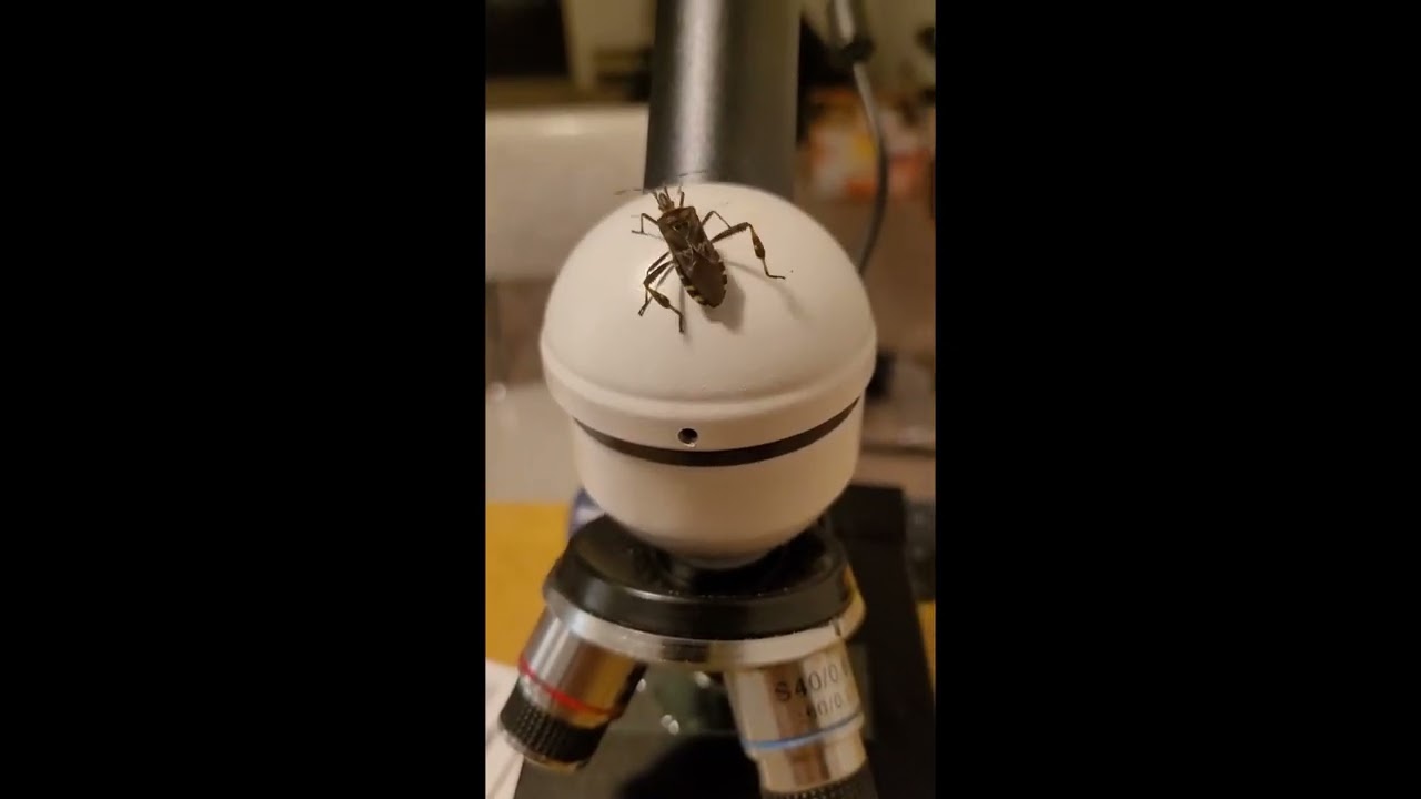 Leptoglossus occidentalis (Stink Bug)
