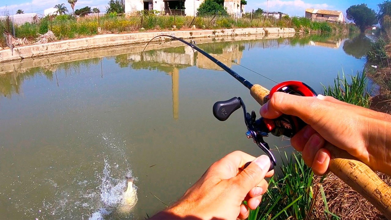 ¡DESESPERANTE! Black Bass muy activos... pero se sueltan todos