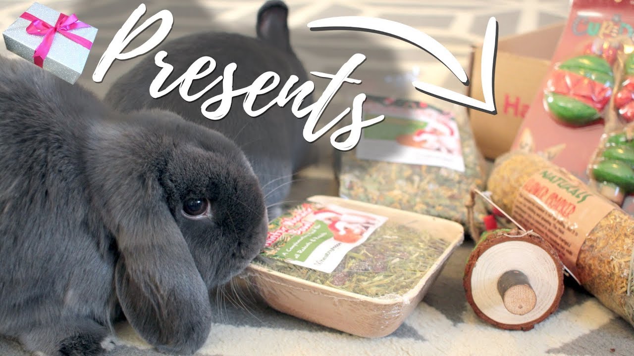 Christmas Presents For The Bunnies! Happy Bunny Club