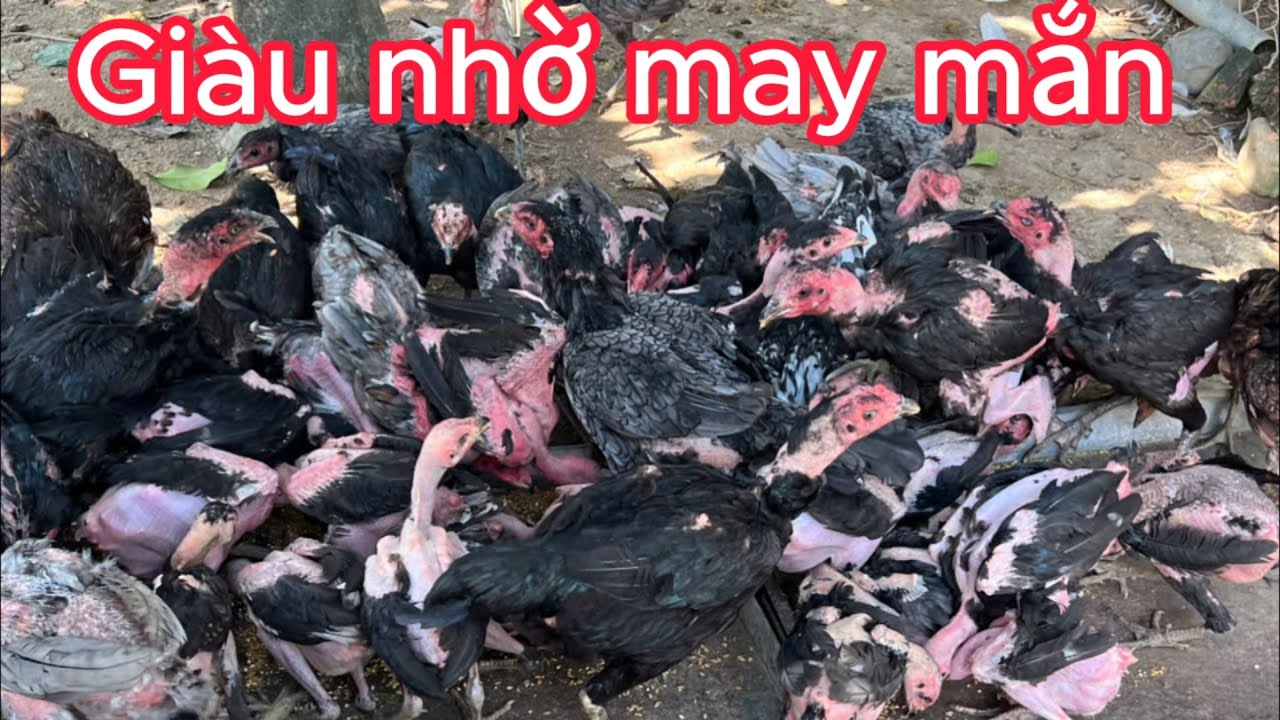 Nuôi gà làm giàu có phải nhờ may mắn | Nguyễn Viết Hòa