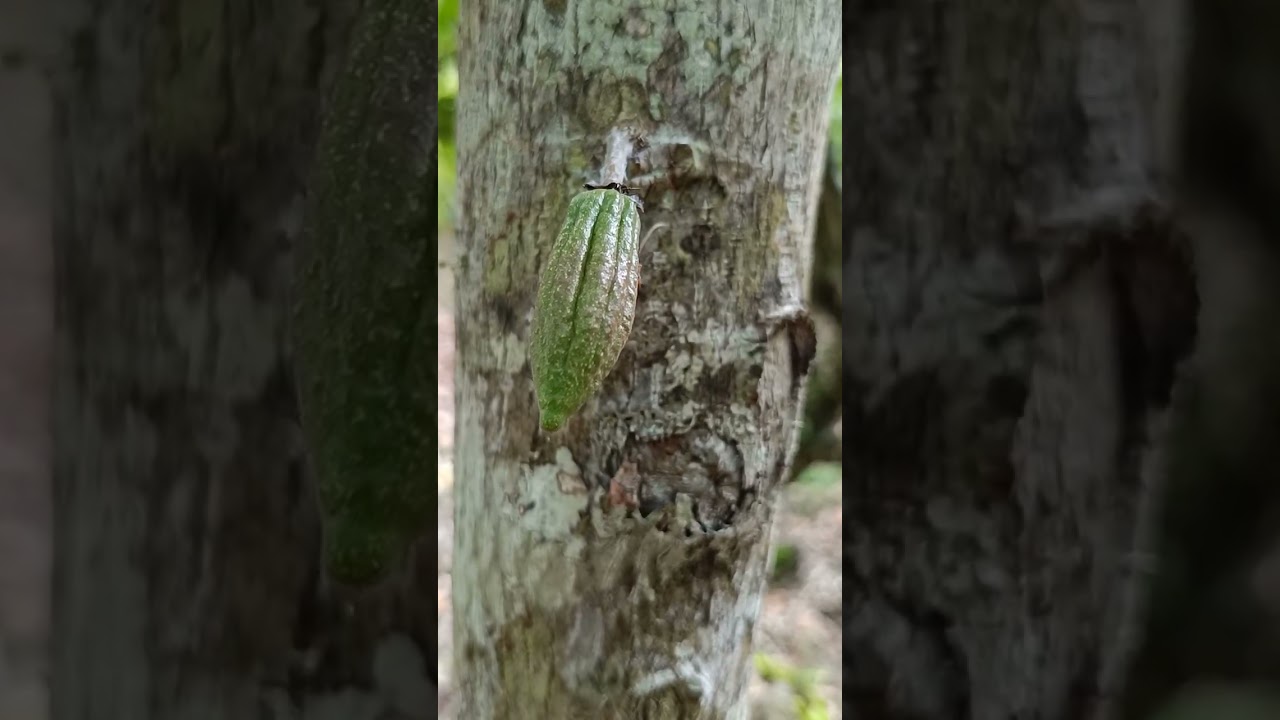Keadaan terbaru pohon kakao tua yang sudah umuran.