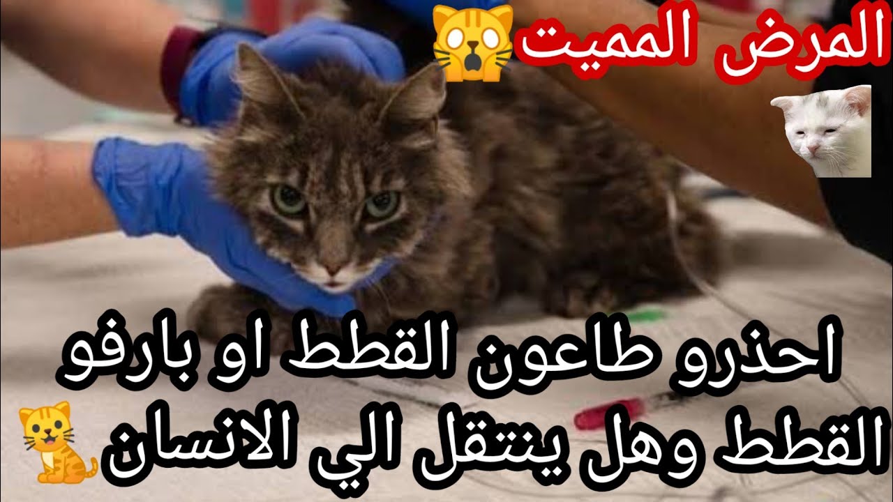 احذروا طاعون القطط او بارفو القطط🙀 وهل ينتقل الي الانسان 🤔