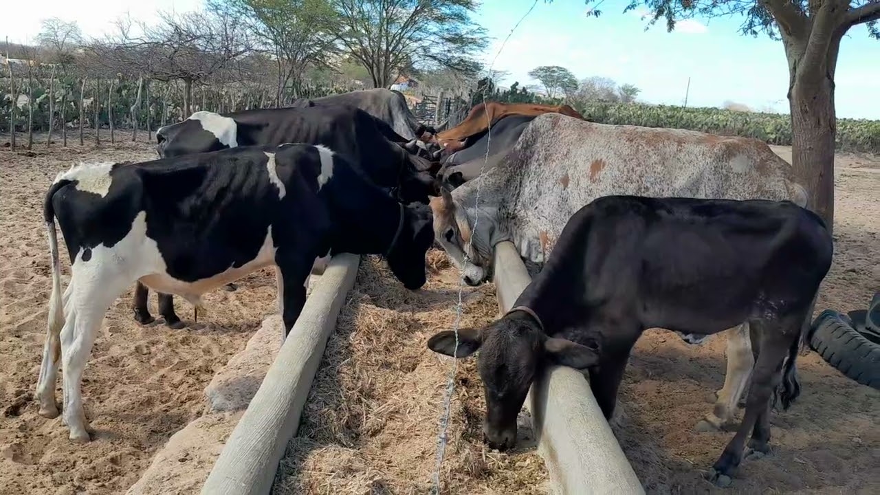 Benedito mostra seu dia a dia 
