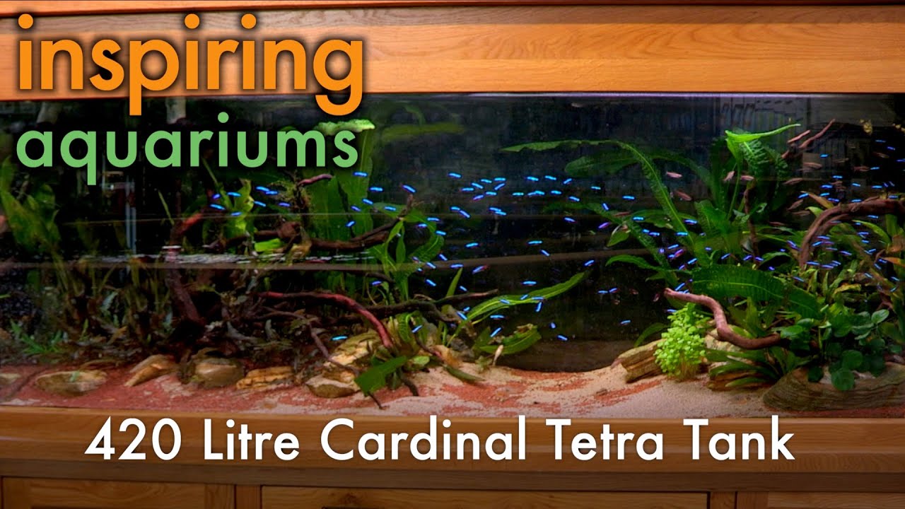Inspiring Aquariums - 420 Litre Cardinal Tetra Tank